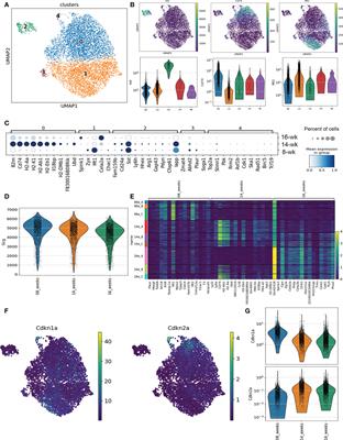 Alpha cell dysfunction in type 1 diabetes is independent of a senescence program